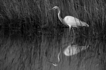 Great Egret in its habitat at Asker marsh, Bahrain