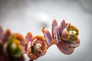 close up of a stone rose, succulents