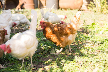Chickens eat grass. A flock of poultry. Village. Chicken coop.