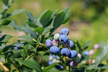 Bunch of fresh ripe blueberries on a bush. Natural daylight.