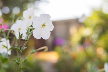 White petunias. Garden beds. Flower garden. Village. garden.