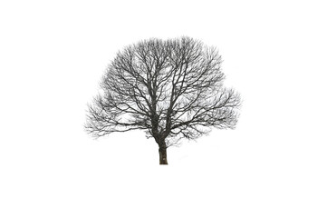 Dead branches tree isolated on white background