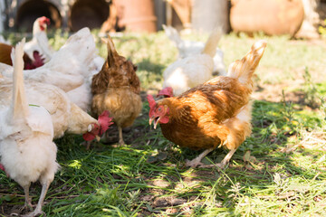 Chickens eat grass. A flock of poultry. Village. Chicken coop.