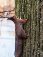 Red squirrel posing on a tree. Portrait of a funny fluffy squirrel sitting on a tree