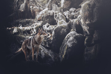 Wolf dog in a rocky environment with misterious atmosphere, wild, untamed