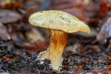 Adonis' cort showing off its fibrous stipe 