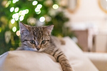 Portrait of a cute little kitten lying on the sofa  near the christmas tree at home
