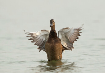 Mallard duck bathing at Tubli bay, Bahrain