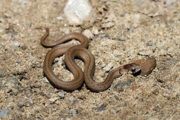 Profile view showing a young brown snake (Storeria dekayi) in a sandy area.  This species survives well in urban environments.  Much of its diet consists of small invertebrates. 