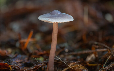 Unidentified purple mushroom growing out of the ground