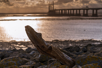 A piece of driftwood in the evening light, with The Prince of Wales Bridge in the background, seen from Severn Beach, South Gloucestershire, England, UK
