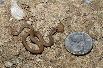 A young brown snake (Storeria dekayi) next to a US quarter for scale.