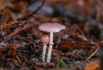 Unidentified pink mushrooms growing out of the ground