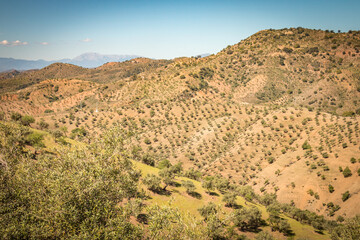 olive grove, andalusia, spain, dry