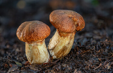 Small brown mushrooms growing out of the ground