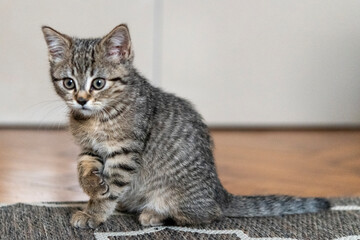 Portrait of a cute little kitten sitting on the carpet at home