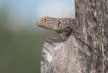 Close-up view of a baby Twin Spot Spiny Lizard (Sceloporus bimaculosus) perched on a fence post on a ranch in Socorro County, New Mexico. 