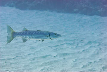 Naklejka premium Great Barracuda hunting in open water
