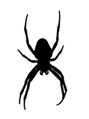 Vector showing the silhouette of a spider