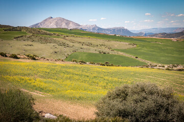 Fototapeta na wymiar torcal national park in spring, canola flowers, andalusia spain