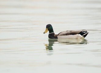 A portrait of a Mallard duck at Tubli bay, Bahrain