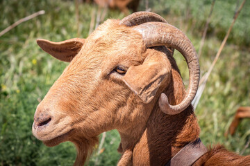 close up of a goat