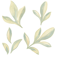 watercolor peony leaves. set of delicate green drawn leaves. botanical set for design and print