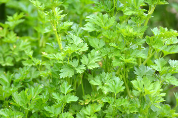 Parsley leaves close up