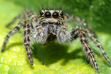 Red-bellied Jumping Spider (Philaeus chrysops), female