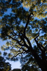 Fototapeta premium tree branches with sky background