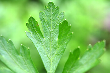 Parsley leaves close up