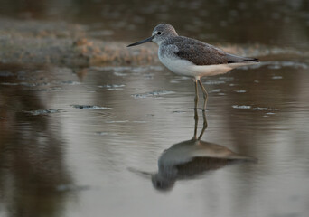 Common Greenshank with reflection on water at Asker Marsh, Bahrain