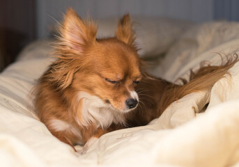 The dog is lying on the bed. Red-haired Chihuahua. The dog blinks. White blanket. Pet.