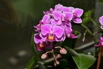 purple orchid flower