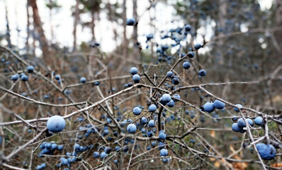 Forest. Nature. Tern. Wild plum.