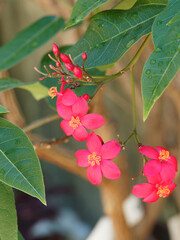 Jatropha integerrima | Flower clusters of small tree of peregrina or spicy jatropha with brilliant...