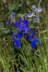 Upland Larkspur (Delphinium nuttallianum) Flowers