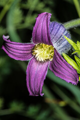 Sugar Bowls Flower (Clematis hirsutissima)