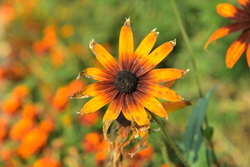 black and yellow flower on a green background