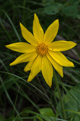 Mayweed Chamomile (Arnica cordifolia) Flower
