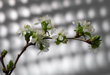 Cherry blossom branch on gradient background