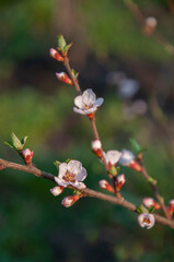 Cherry branch with flowers