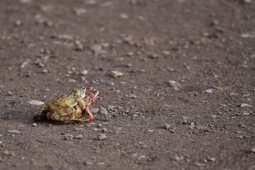 A photograph of common frogs mating at spring time in England United Kingdom with copy space