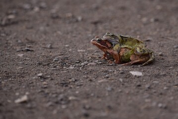 A photograph of common frogs mating at spring time in England United Kingdom with copy space