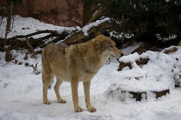 wolf at the zoo in snowy winter