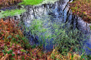water reflection in the fairy pond. fontainebleau forest