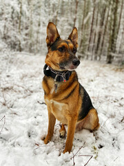 A mixed-breed dog between German shepherd and Labrador Retriever is sitting in a forest with snow.