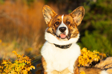 Funny dog cardigan welsh corgi breed sits on in the park. Puppy portrait, golden autumn.