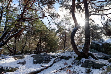 Snowy landscape in the Franchard Gorges. Fontainebleau forest