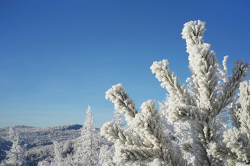The top of a young pine tree, covered with frost on the background of a snow-covered landscape.